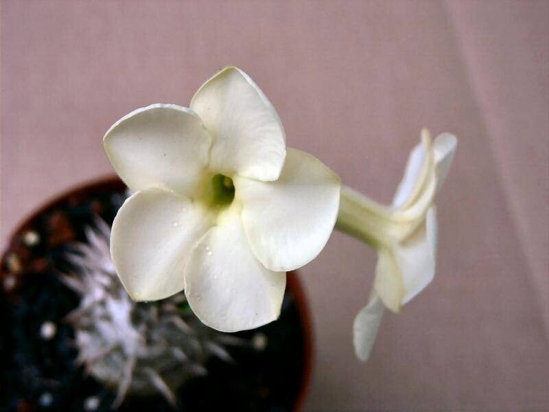 エブレネウムのクリーム色の花。正面の開いた花と、横から見た筒状の部分