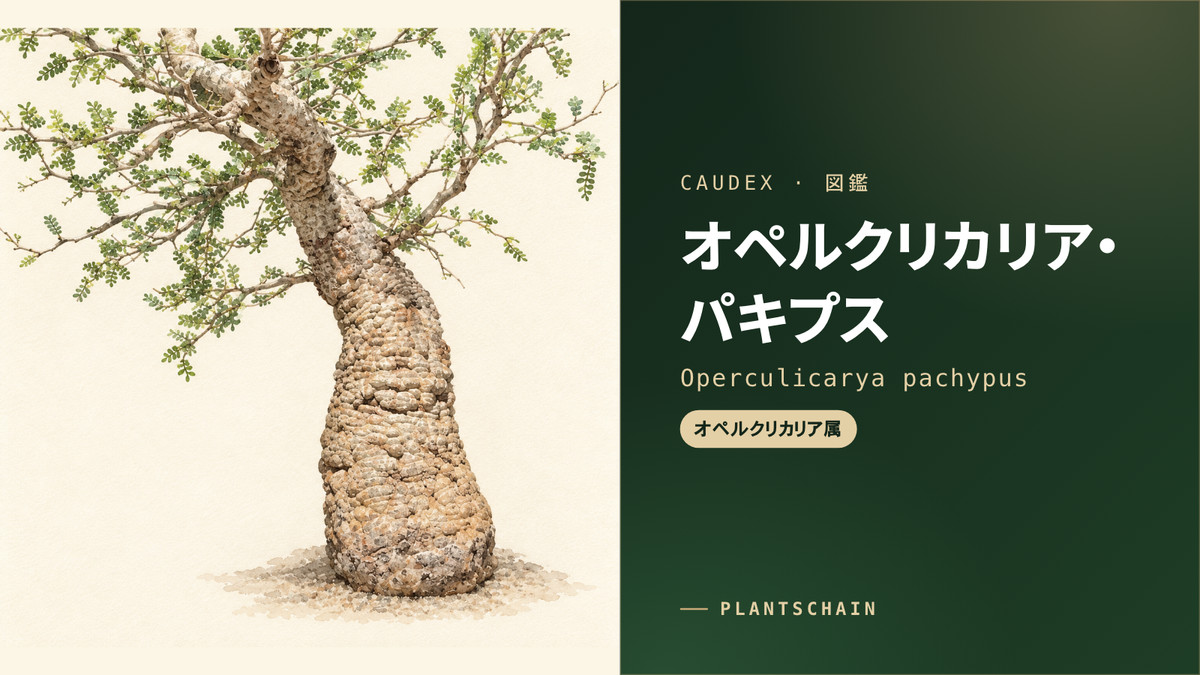 オペルクリカリア・パキプスの育て方と相場｜発根状態・幹肌・選び方