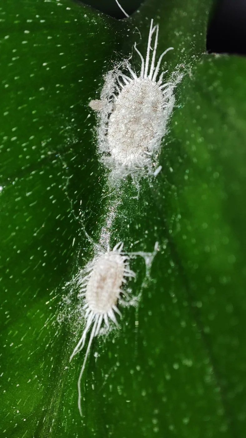 葉上の白い蝋質に覆われたコナカイガラムシ類の参考写真。寄主の塊根植物名や薬剤の効果を示すものではありません
