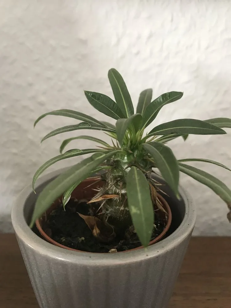 壁際に置かれたパキポディウム属の鉢植え。冬の最低温度や越冬成績を示す写真ではない