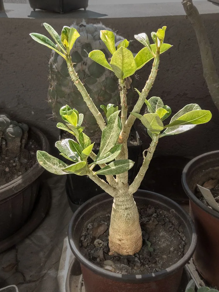 鉢植えのアデニウムと、その奥に置かれた鉢。棚の密度や風量を測定した写真ではない