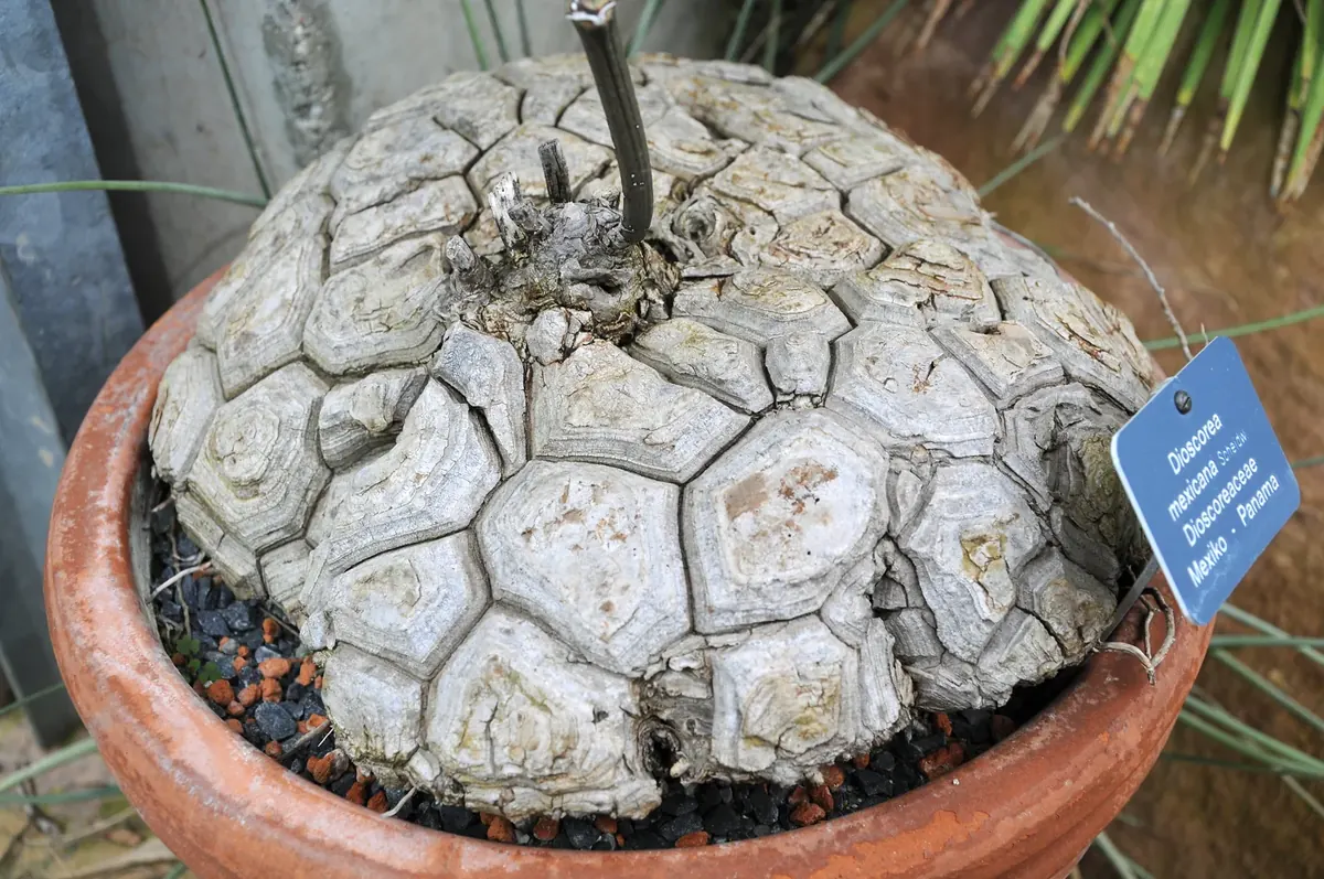 Dioscorea mexicana（メキシコ亀甲竜）の鉢植えと塊茎の全形