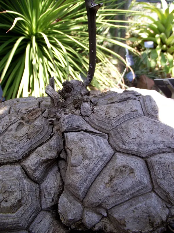 Dioscorea mexicana（メキシコ亀甲竜）の塊茎表面とつるの付け根