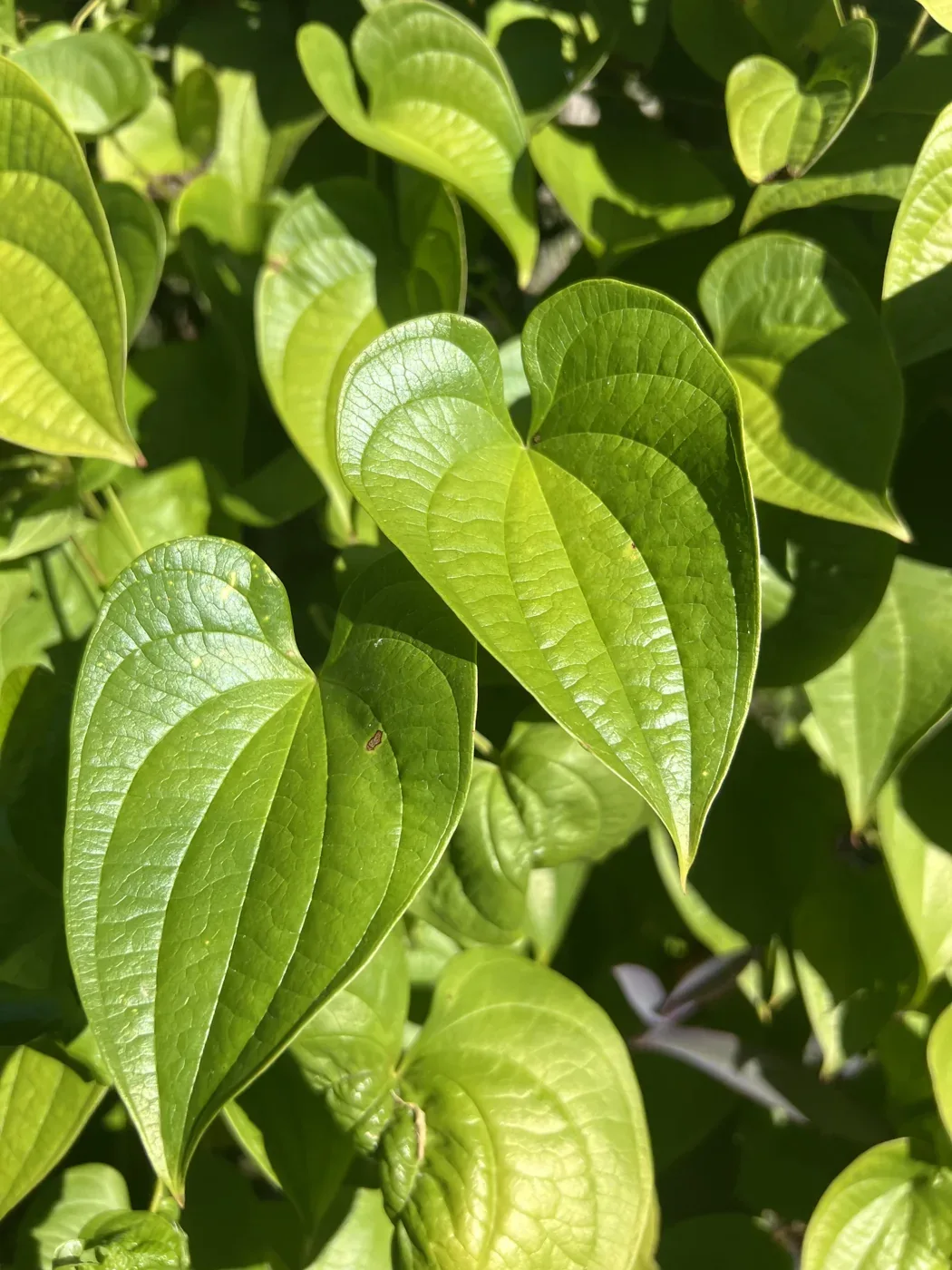 Dioscorea mexicana（メキシコ亀甲竜）のハート形の葉