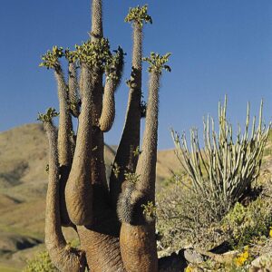Pachypodium namaquanum（光堂）（光堂 / ナマクアナム）の株姿。幹、葉、全体の形が分かる写真